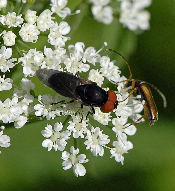 Gemeine Smaragdschwebfliege (Chrysogaster solstitialis Mai 2012 Pfalz und Elsa Nordvogesen NIKON 006