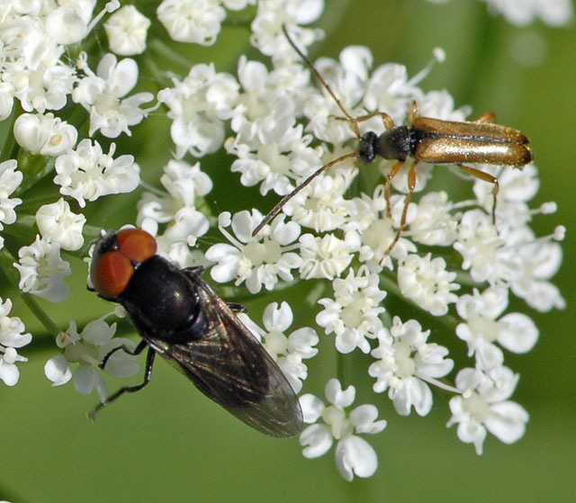 Gemeine Smaragdschwebfliege (Chrysogaster solstitialis Mai 2012 Pfalz und Elsa Nordvogesen NIKON 008