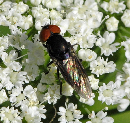 Gemeine Smaragdschwebfliege (Chrysogaster solstitialis Mai 2012 Pfalz und Elsa Nordvogesen NIKON 009