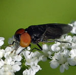 Gemeine Smaragdschwebfliege (Chrysogaster solstitialis kl.