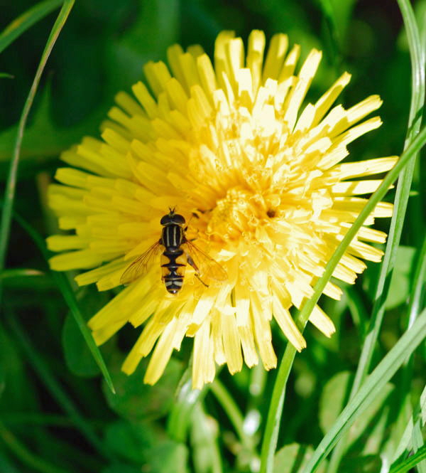 Gemeine Sumpf-Schwebfliege Helophilus pundulus Mnnchen Okt 2009  Htt, Garten NIKON 028