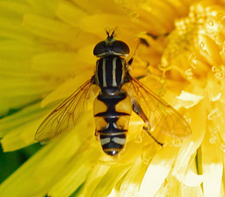 Gemeine Sumpf-Schwebfliege Helophilus pundulus Mnnchen Okt 2009  Htt, Garten NIKON 028a