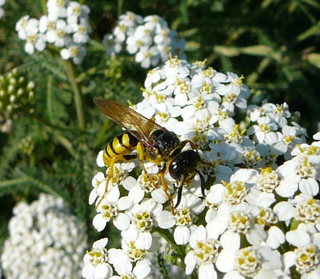 Gemeiner Bienenwolf ( Philanthus triangulum)  Juli 2010 Insekten Viernheimer Wald 141