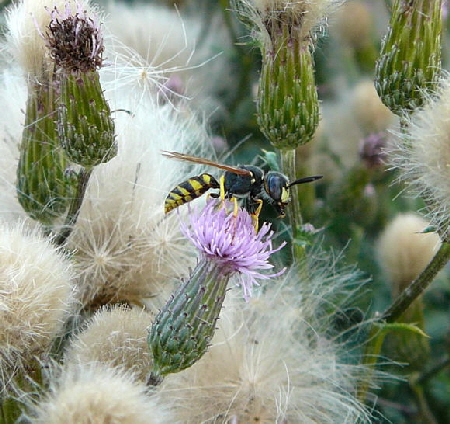 Gemeiner Bienenwolf - Philanthus triangulum Aug 2009 Httenfeld Insekten 065