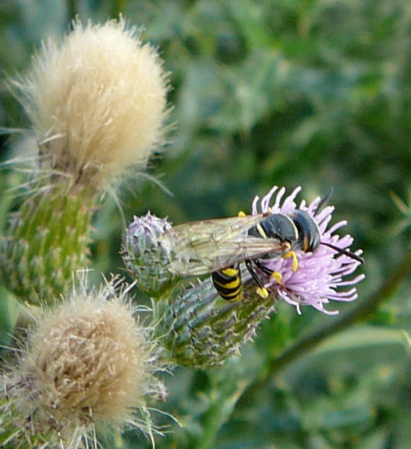 Gemeiner Bienenwolf - Philanthus triangulum Aug 2009 Httenfeld Insekten 074