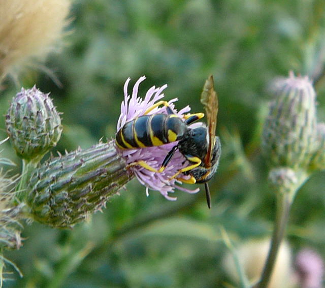 Gemeiner Bienenwolf - Philanthus triangulum Aug 2009 Httenfeld Insekten 077