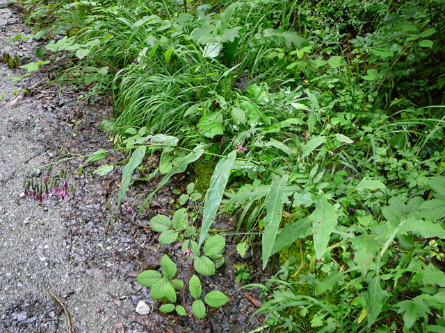 Gemeiner Hasenlattich (Prenanthes purpurea) 2011-07-14 Bad Reichenhall, Weissbach 014