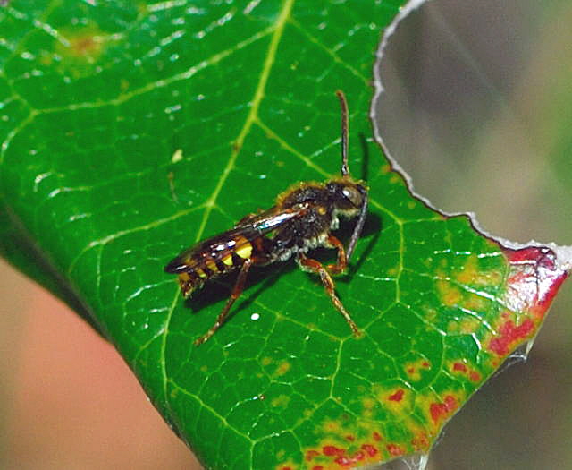 Gespaltene Wespenbiene (Nomada ruficornis) April 2010 Viernheimer Wald Goldstern u.Maikfer_Nikon 034