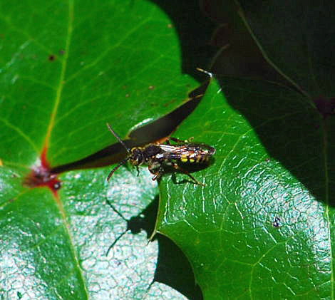 Gespaltene Wespenbiene (Nomada ruficornis) April 2010 Viernheimer Wald Goldstern u.Maikfer_Nikon 058