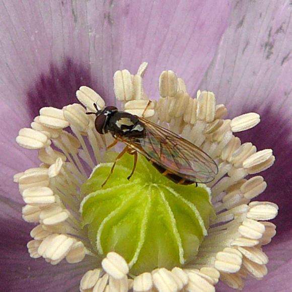 Glnzende Schwarzkopf-Schwebfliege - Melanostoma mellinum Weibchen auf Sclafmohn Juni 2010 Viernheimer Heide u. Kfertal Blumen 106a