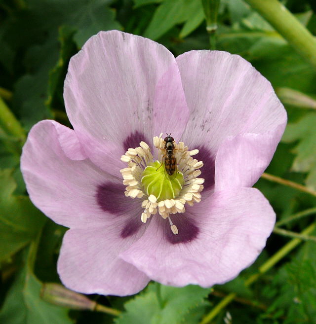 Glnzende Schwarzkopf-Schwebfliege - Melanostoma mellinum Weibchen auf Sclafmohn Juni 2010 Viernheimer Heide u. Kfertal Blumen 105