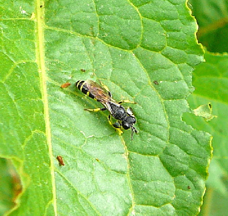 Grabwespe 1 (Crabro peltarius) Juni 09 Huett und Viernheimer Wald 108a