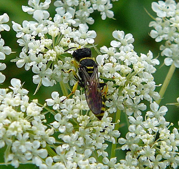 Grabwespe 2 Ectemnius cf. lituratus Sept 2010 Viernheimer Glockenbuckel Blumen 062