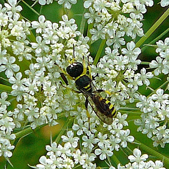 Grabwespe 2 Ectemnius cf. lituratus   Sept 2010 Viernheimer Glockenbuckel Blumen 061a