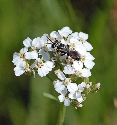 Grabwespe 3 Dinetus pictus Juli 2012 FFH Wald Insekten 166