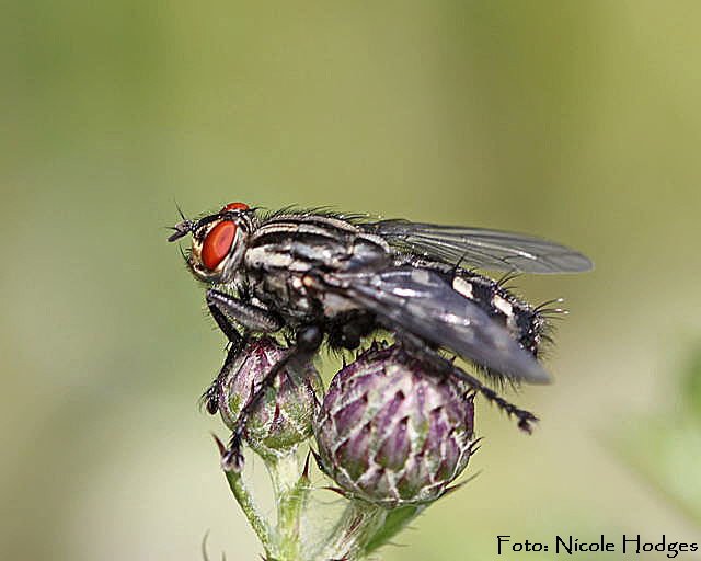 Graue Fleischfliege (Sarcophaga carnaria)-BrachackerHttenfeldbeiKreisel-21.06.09-1-N