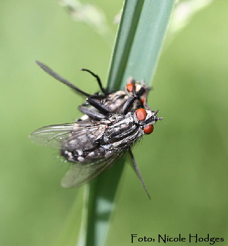 Graue Fleischfliege (Sarcophaga carnaria)-Paarung-FeldwegHttenfeld-16.05.09-1_N