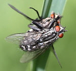 Graue Fleischfliege (Sarcophaga carnaria)-Paarung kl.