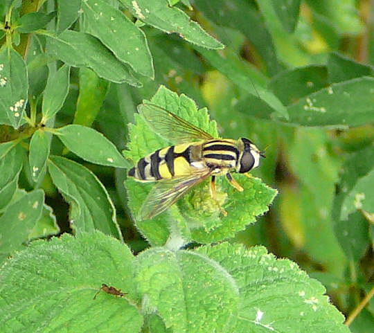 Groe Sumpfschwebfliege (Helophilus trivittatus) August 2008 Gartenparty 011