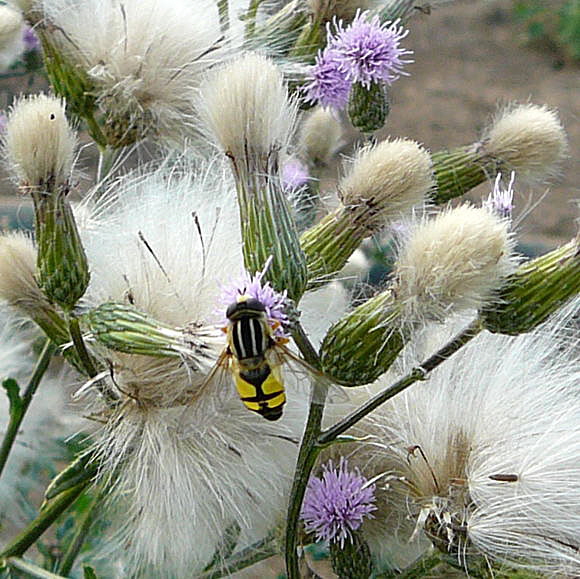 Groe Sumpfschwebfliege (Helophilus trivittatus). Aug 2009 Httenfeld Insekten 034