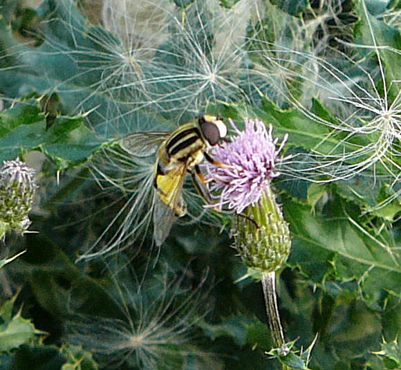 Groe Sumpfschwebfliege (Helophilus trivittatus). Aug 2009 Httenfeld Insekten 039