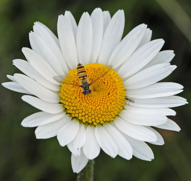 Hain-Schwebfliege Episyrphus balteatus Weibchen 9.7.2011 Allgu Alpen Fellhorn 49