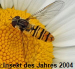 Hain-Schwebfliege Episyrphus balteatus Weibchen kl.