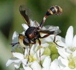 Helle Stieldickkopffliege Physocephala cf. vittata kl.