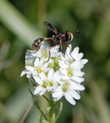 Helle Stieldickkopffliege Physocephala cf. vittata Juli 2012 FFH Wald Insekten 022