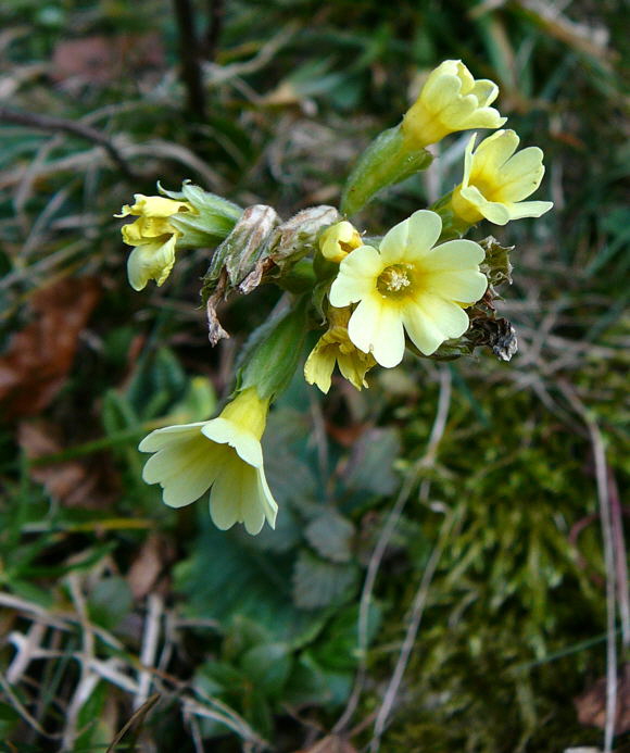 Hohe Schlsselblume (Primula elatior) Februar 2011 Bombardier-Reise Wildhaus Schweiz 146