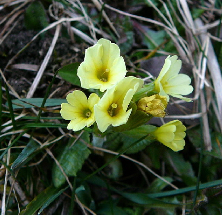 Hohe Schlsselblume (Primula elatior) Februar 2011 Bombardier-Reise Wildhaus Schweiz 148