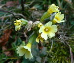 Hohe Schlsselblume (Primula elatior) kl.