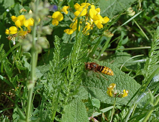 Hornisse 10.8.08_Grnberg Bundesschau und Schmetterlinge 161