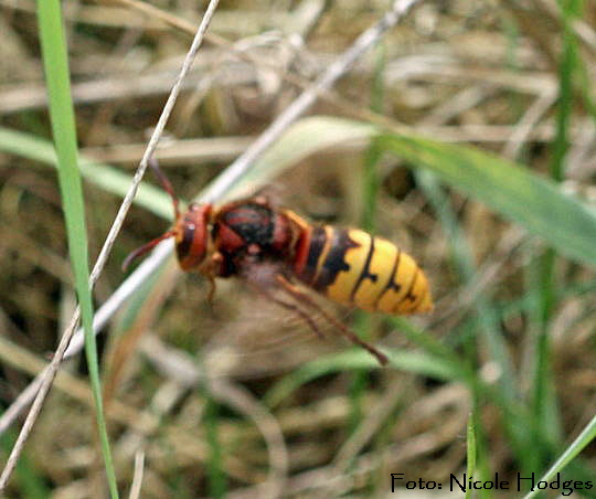 Hornisse-Vespa crabro Brachacker-vorMlldeponie-Httenfeld-2-N