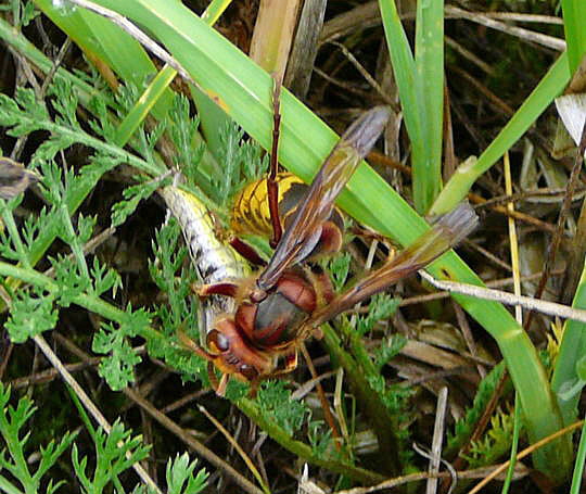 Hornisse mit Beute (Weibchen des Gemeinen Grashpfers) 23.8.08_Stralsund Ozeanum_Barhft Bodden_ColbitzLetzlinger Heide 094