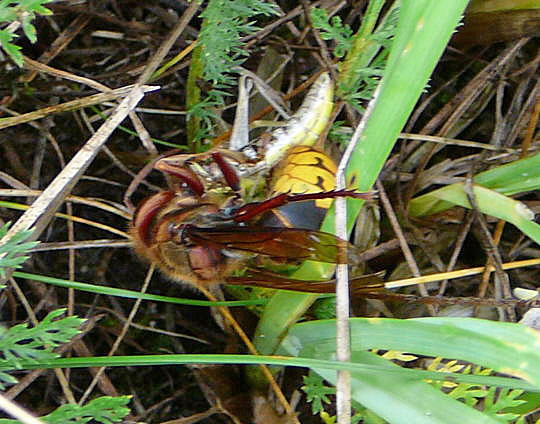 Hornisse mit Beute 23.8.08_Stralsund Ozeanum_Barhft Bodden_ColbitzLetzlinger Heide 096