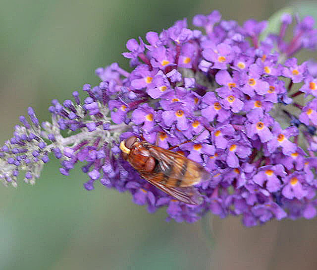 Hornissenschwebfliege volucella zonaria Juni 2011 Oberlaudenbach Wiese Blumen u. Insekten NIKON 245