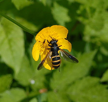 Hummel-Moderholzschwebfliege Temnostoma bombylans Juni 09 Hoher Vogelsberg... 296