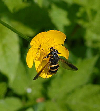 Hummel-Moderholzschwebfliege Temnostoma bombylans Juni 09 Hoher Vogelsberg... 297