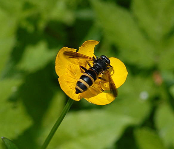 Hummel-Moderholzschwebfliege Temnostoma bombylans Juni 09 Hoher Vogelsberg... 298