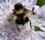 Hummel-Waldschwebfliege 1 kl.