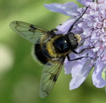 Hummel-Waldschwebfliege kl.