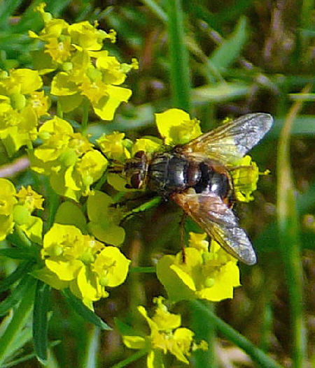 Igelfliege Tachina fera Nikon Mai 09 Schmetterlinge u. Insekten