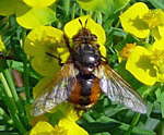 Igelfliege Tachina fera kl.1