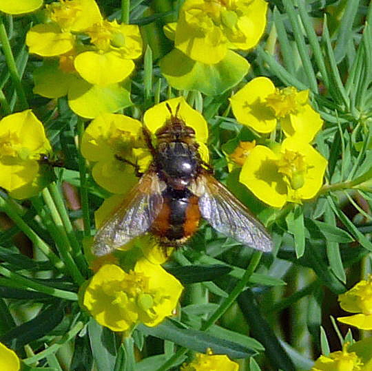 Igelfliege Tachina feraNikon Mai 09 Schmetterlinge u. Insekten Viernheimer Wald 055b