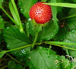 Indische Scheinerdbeere  Potentilla (Duchesnea) indica Frucht kl.