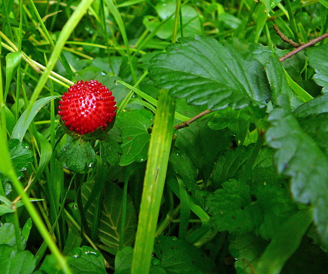 Indische Scheinerdbeere Duchesnea indica  Juli 2012 Odenwald-Wilhelmsfeld-Schnbrunn 032