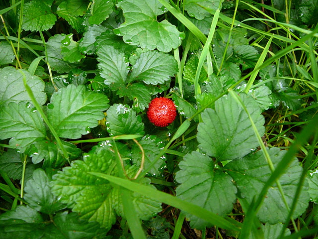 Indische Scheinerdbeere Duchesnea indica Juli 2012 Odenwald-Wilhelmsfeld-Schnbrunn 031