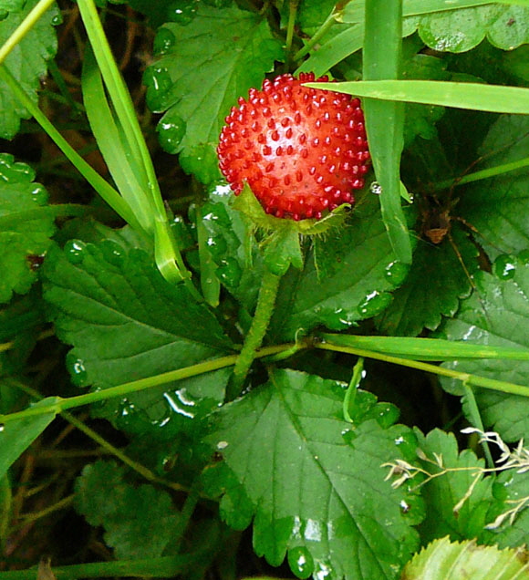 Indische Scheinerdbeere Duchesnea indica Juli 2012 Odenwald-Wilhelmsfeld-Schnbrunn 034