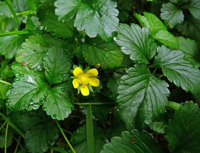 Indische Scheinerdbeere Duchesnea indica Juli 2012 Odenwald-Wilhelmsfeld-Schnbrunn 037